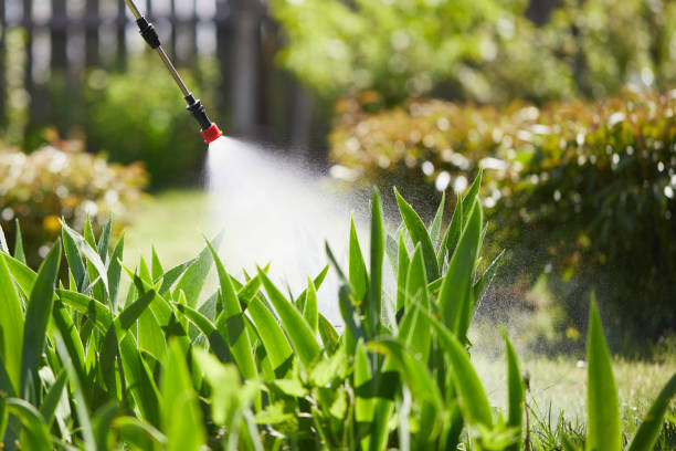24/7 Emergency Ant Control experts in Volo, IL